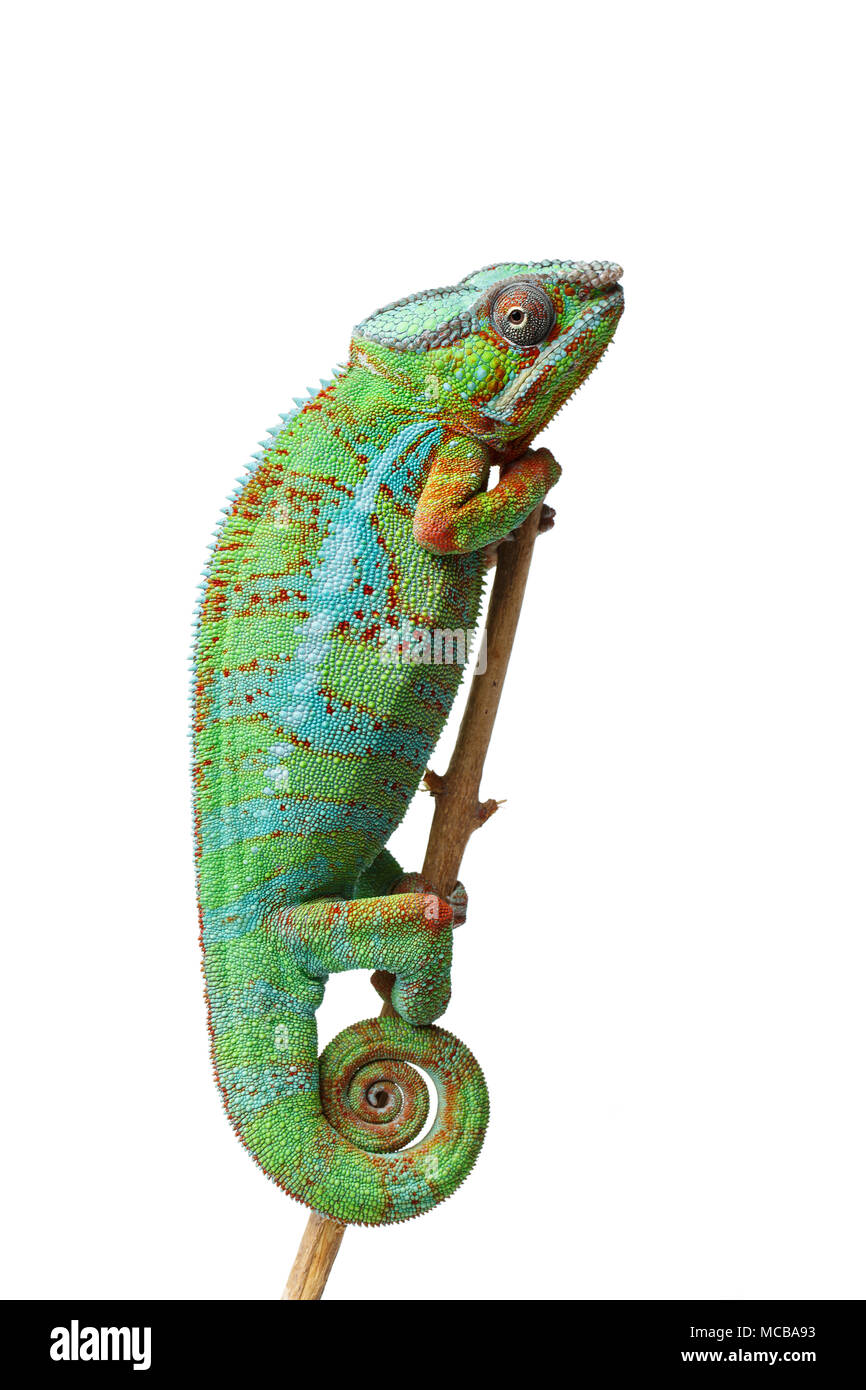 alive chameleon reptile sitting on branch. studio shot isolated on white background. copy space. Stock Photo