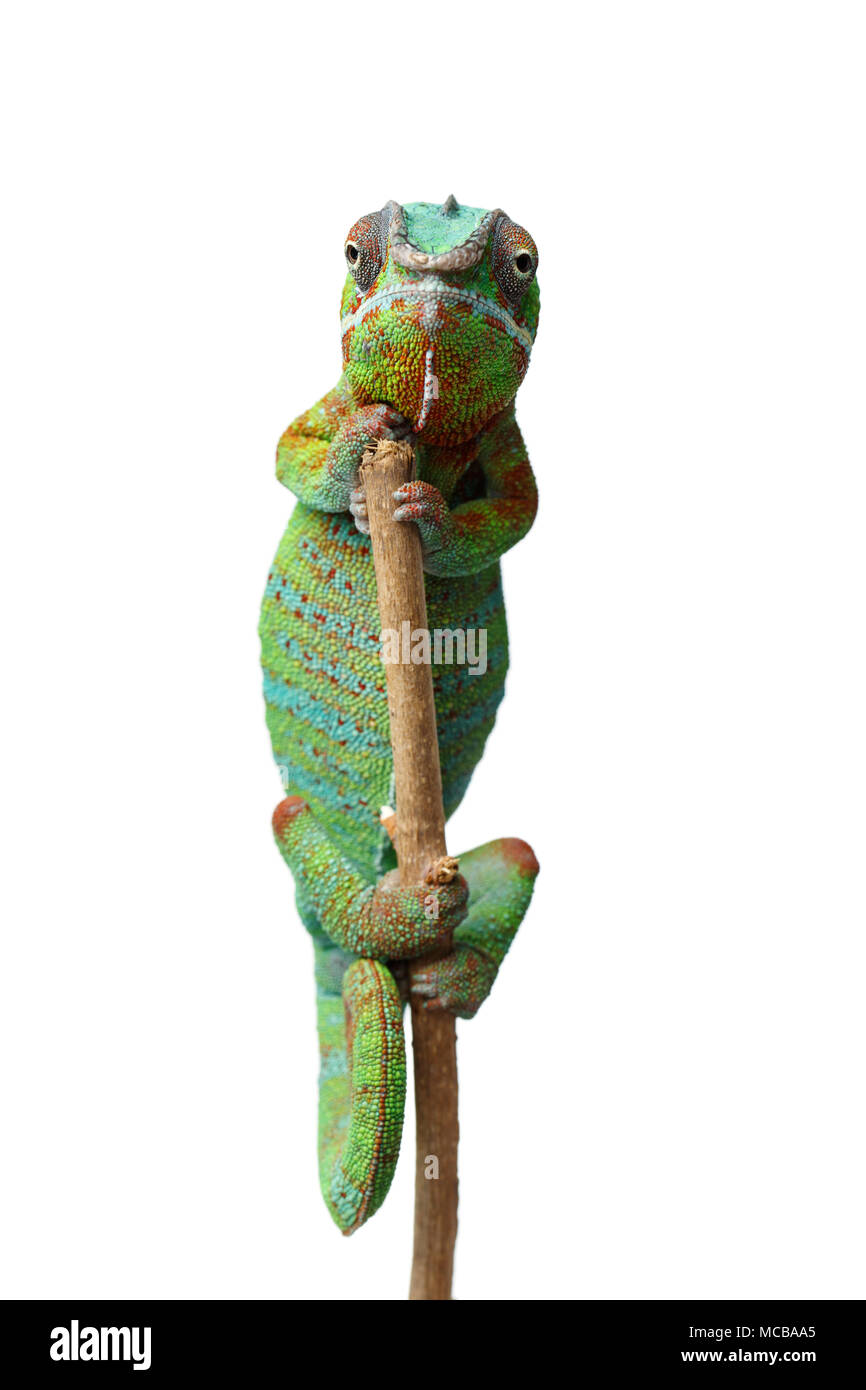 alive chameleon reptile sitting on branch. studio shot isolated on white background. copy space. Stock Photo