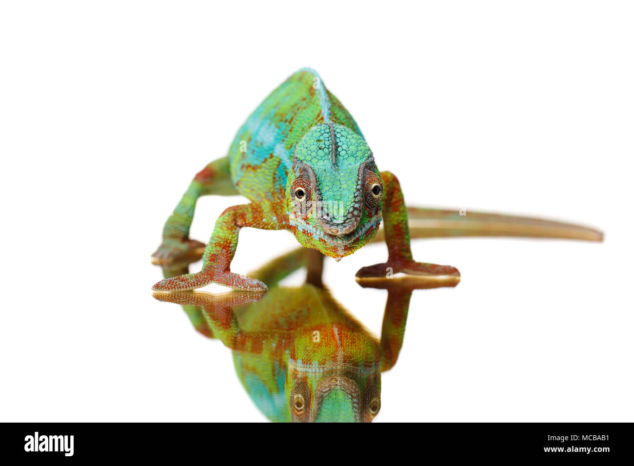 alive chameleon reptile sitting on mirror surface. studio shot isolated on white background. copy space. Stock Photo