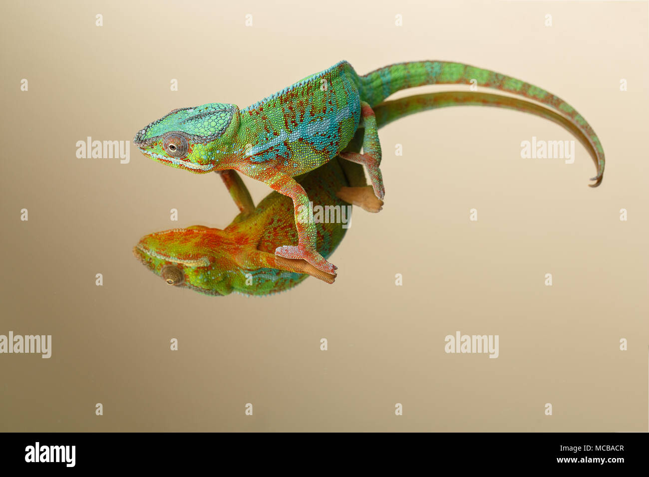 alive chameleon reptile sitting on mirror surface. studio shot on golden background. copy space. Stock Photo