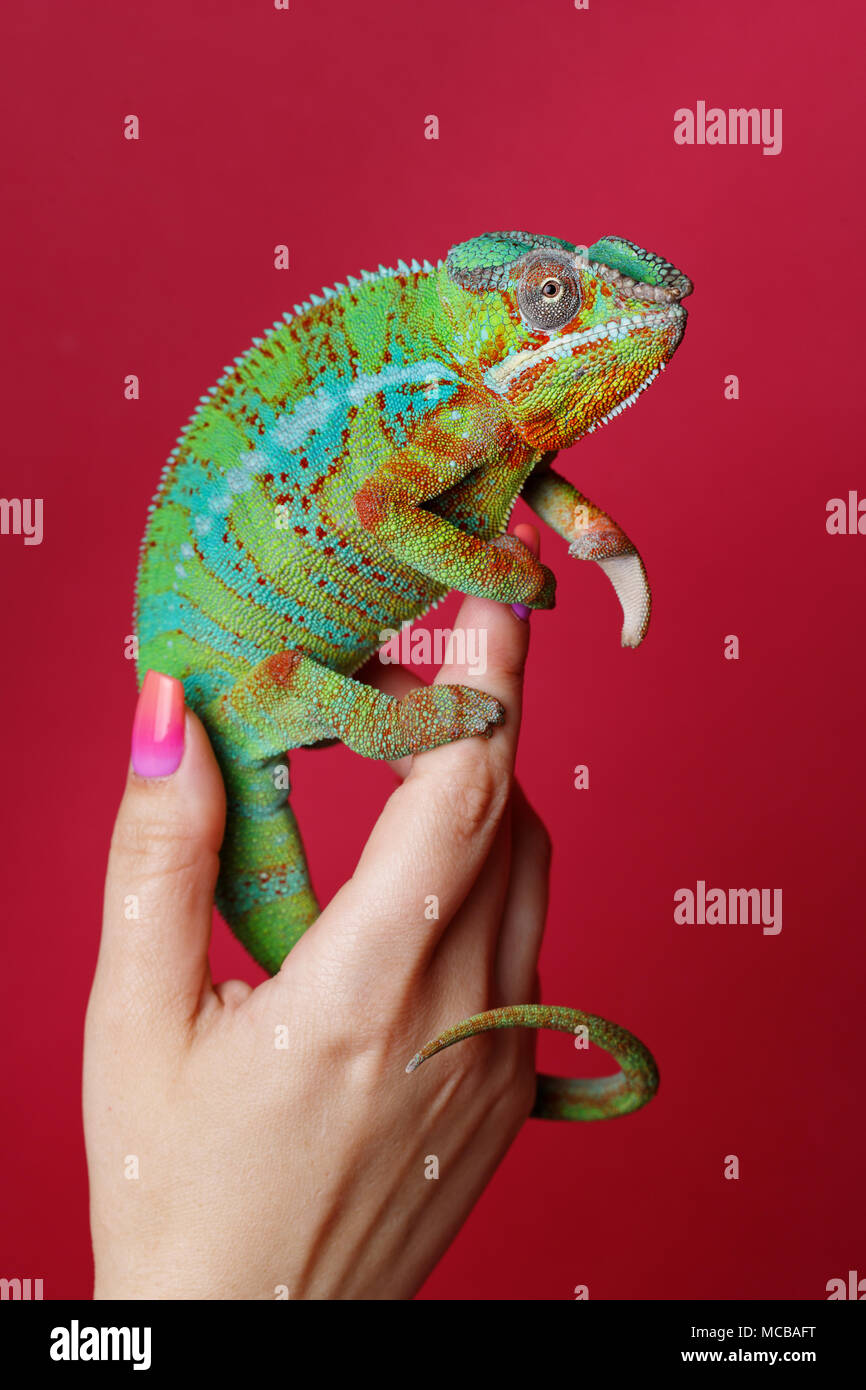 alive chameleon reptile sitting woman hand. studio shot over red background. copy space. Stock Photo