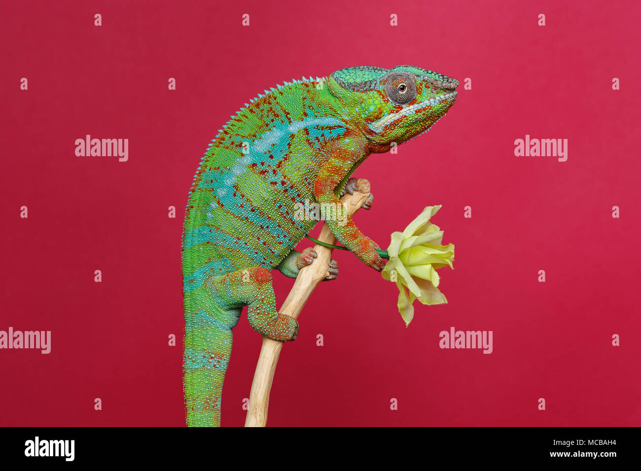alive chameleon reptile sitting on branch holding flower. studio shot over red background. copy space. Stock Photo