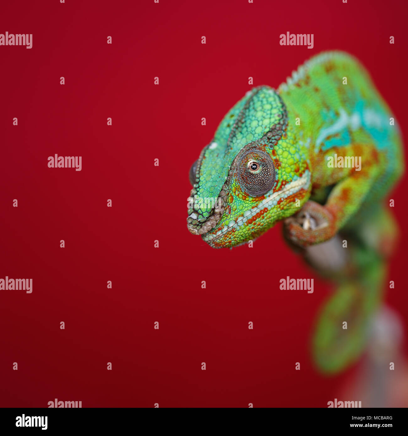 alive chameleon reptile sitting on branch. studio shot over red background. copy space. Stock Photo