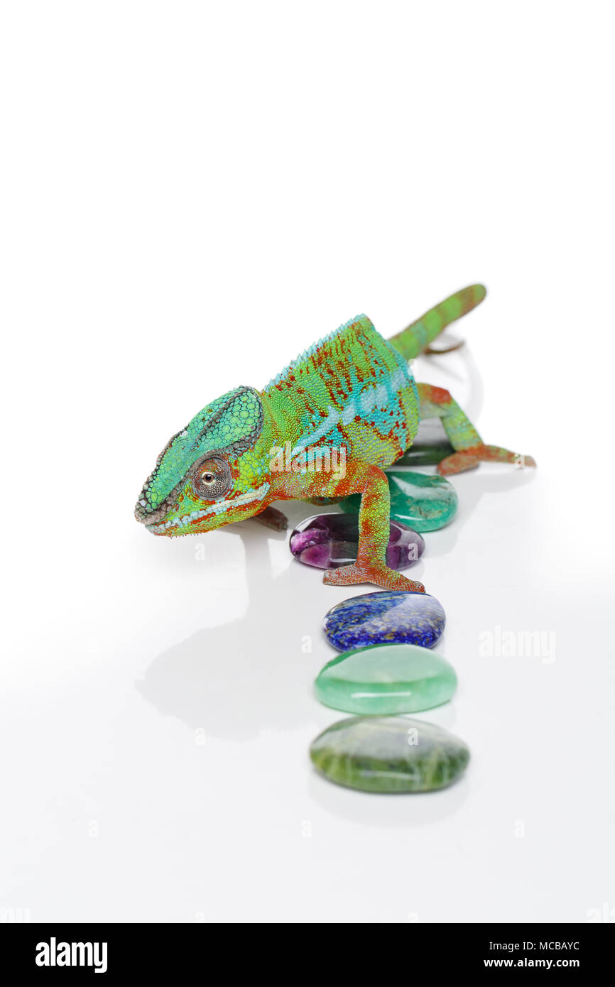 alive chameleon reptile with semi-precious stones. studio shot. copy space. Stock Photo