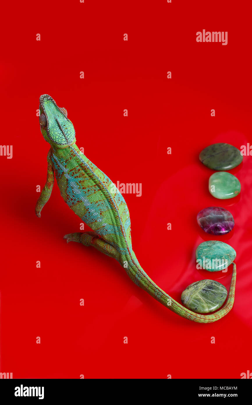 alive chameleon reptile with semi-precious stones. studio shot on red background. copy space. Stock Photo