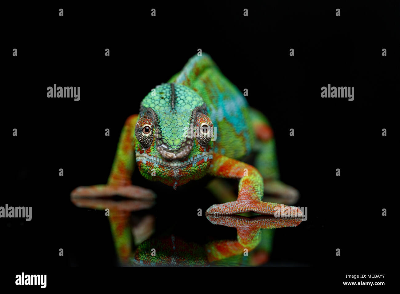 alive chameleon reptile standing on back background. studio shot. copy space. Stock Photo