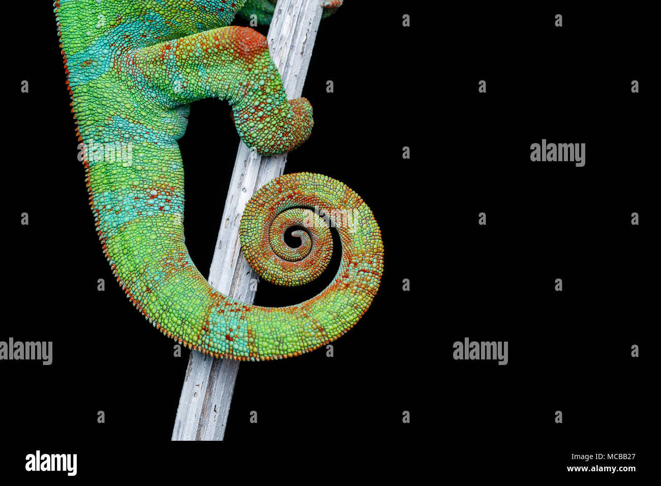 alive chameleon reptile sitting on branch. macro studio shot of reptile tail on black background. copy space. Stock Photo