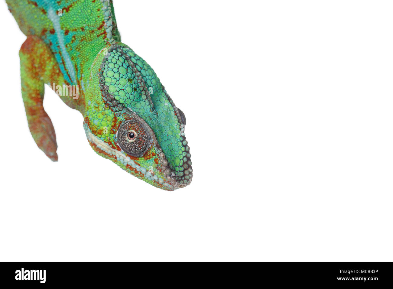 alive chameleon reptile isolated on white background. studio shot isolated over white background. copy space. Stock Photo