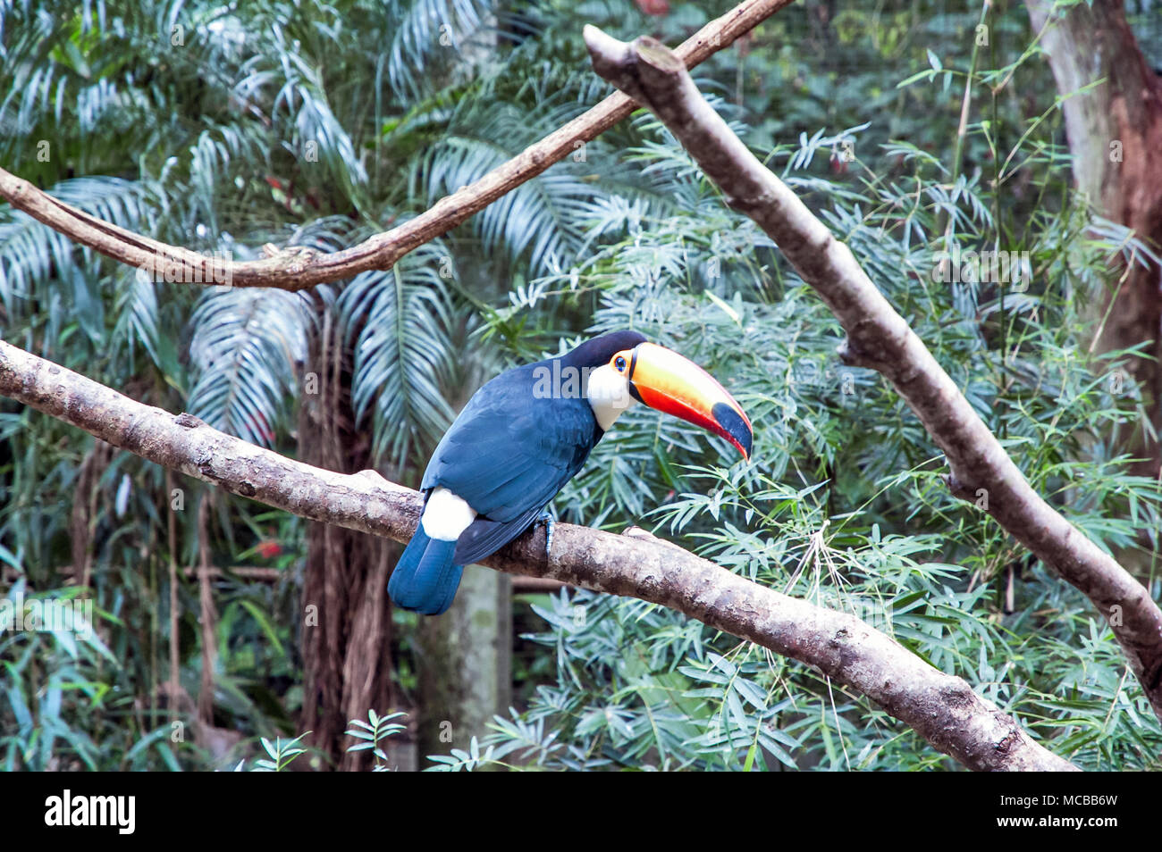 Brazilian toucan Stock Photo