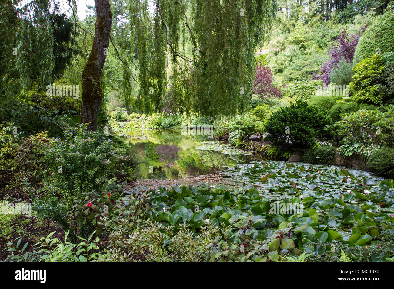 A weeping willow hangs over a small pond the sunlight reflecting the ...