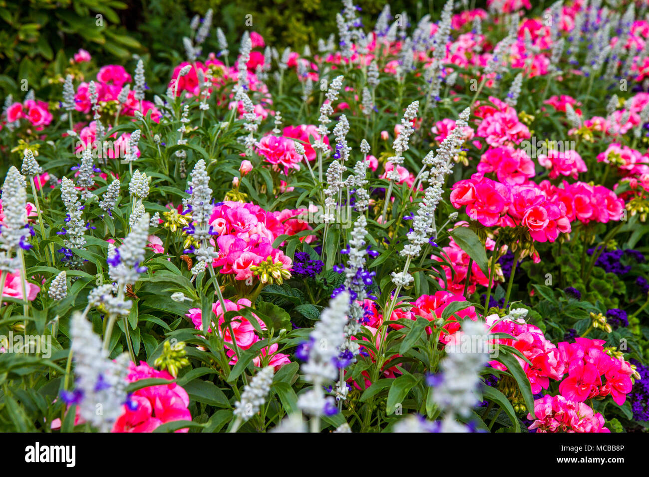 Pink and grey theme flower border on dry stone wall at Butchart Gardens Stock Photo