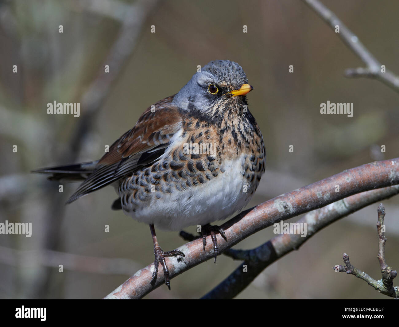 Fieldfare in its natural habitat in Denmark Stock Photo Alamy