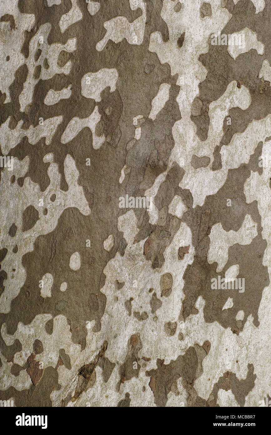 detail of the patterned bark of the trunk of a london plane tree Stock Photo