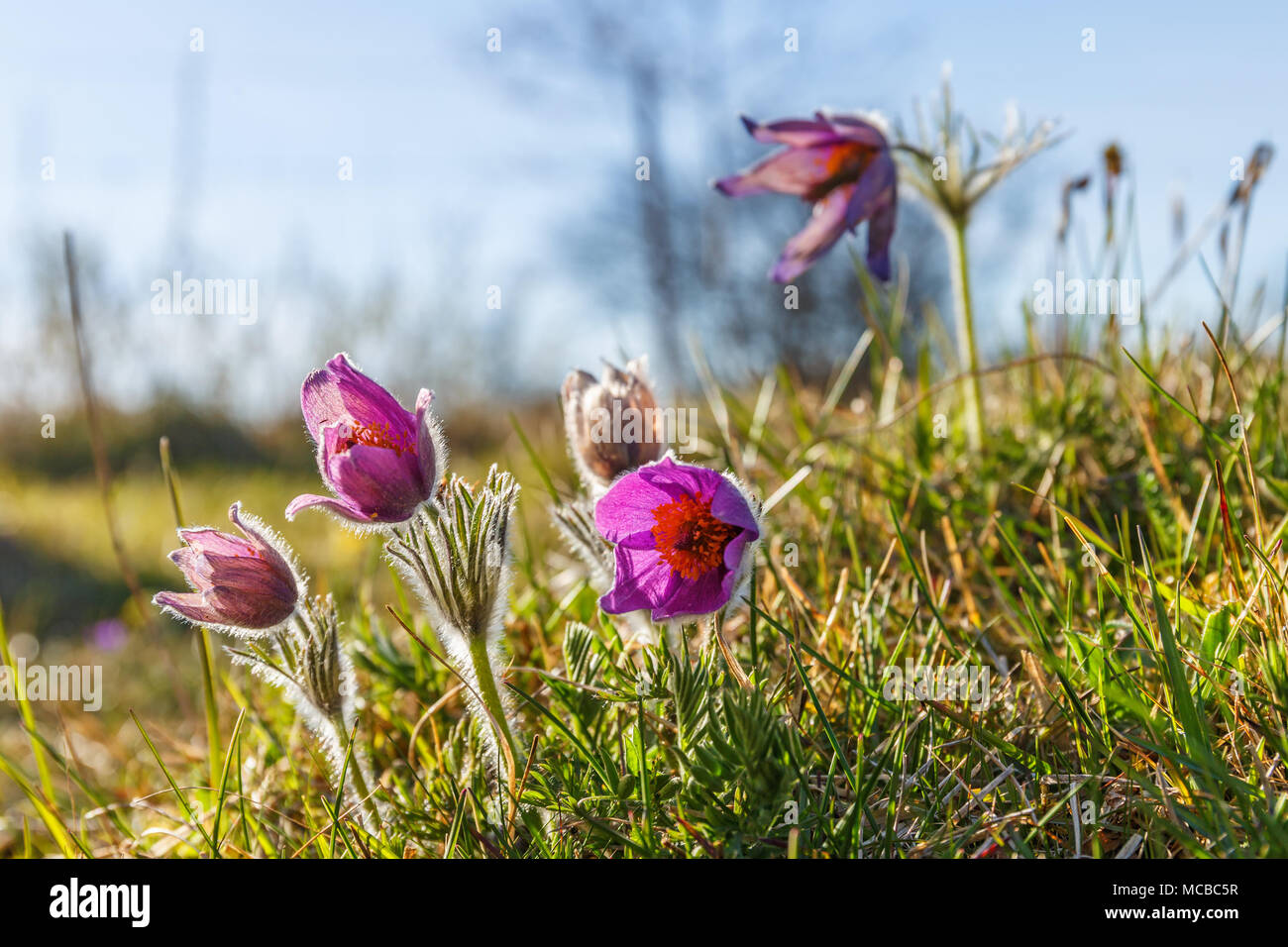 Blooming Pasque flowers in early spring on  a meadow Stock Photo