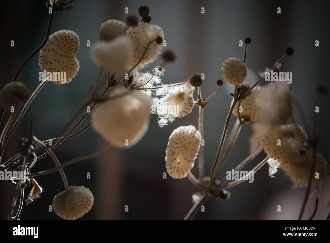 Dried Anemone seeds in Backlight Stock Photo