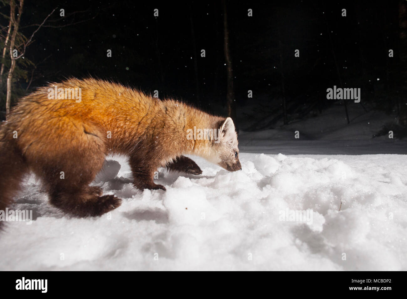 MAYNOOTH, ONTARIO, CANADA April 13, 2018 A marten (Martes americana