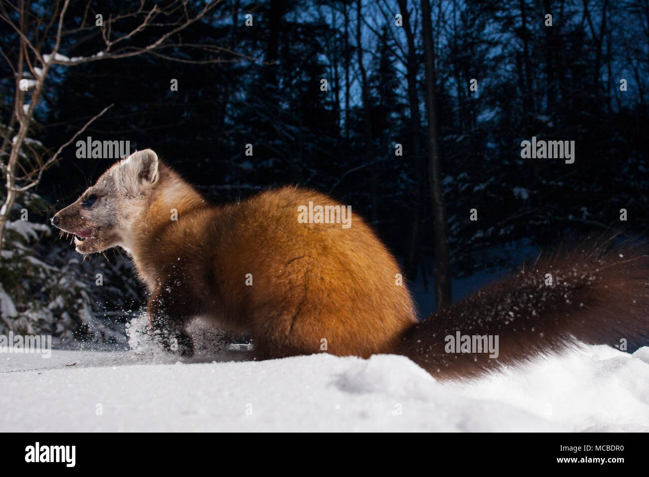 Mustelidae Family High Resolution Stock Photography and Images Alamy