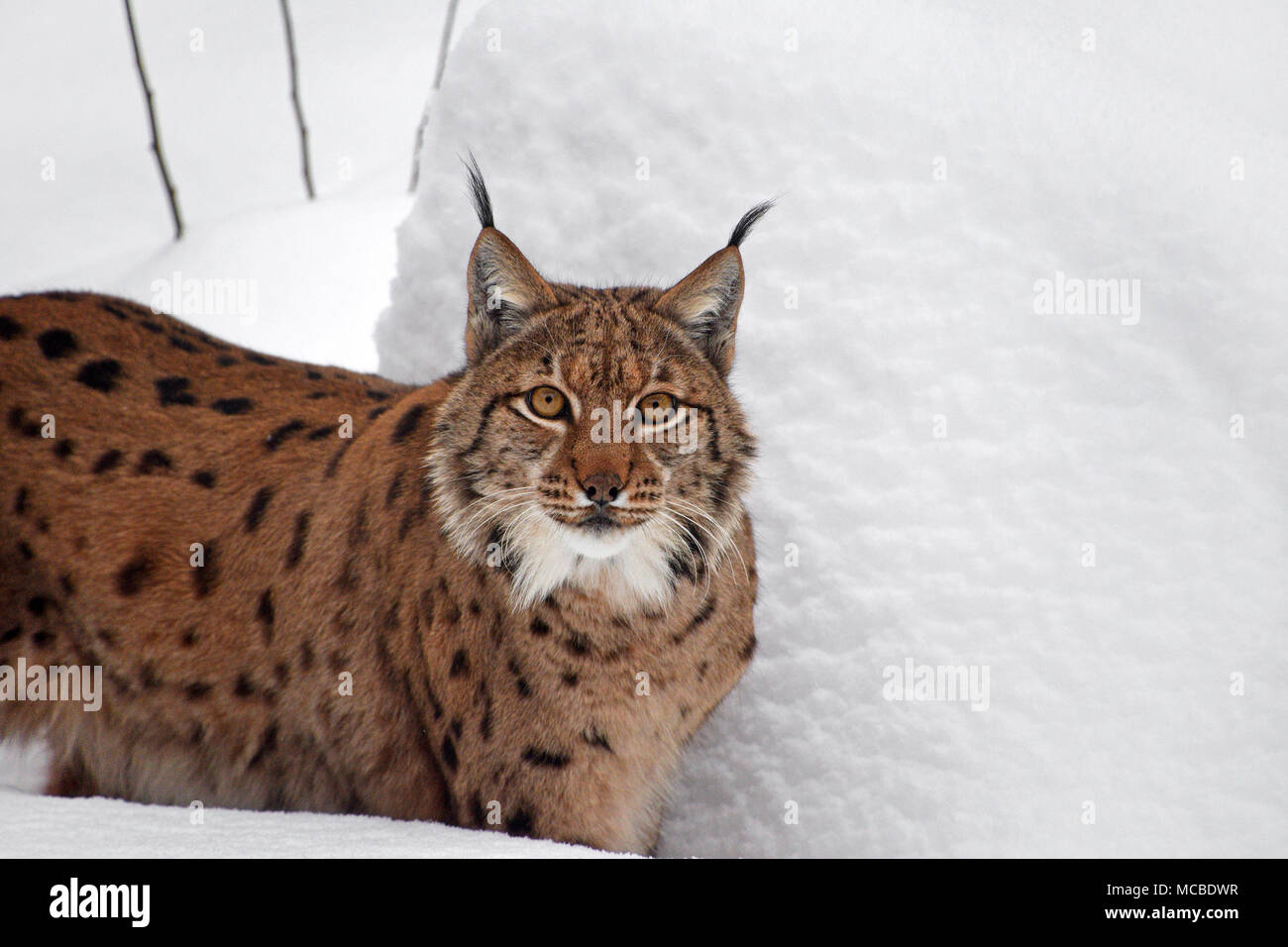 Close up upper body portrait of Eurasian lynx standing in deep winter ...