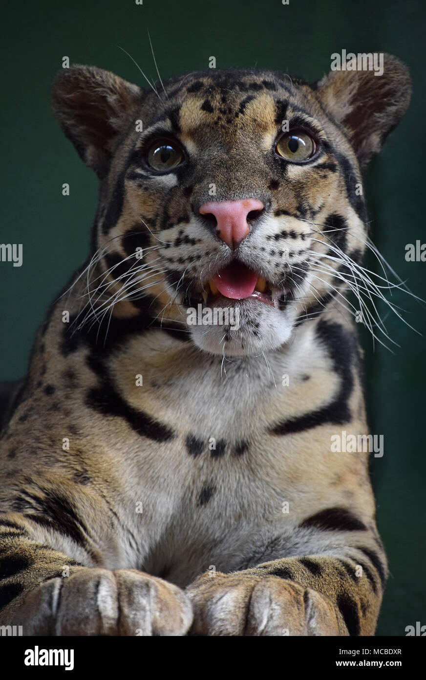 Close up front portrait of young clouded leopard (neofelis