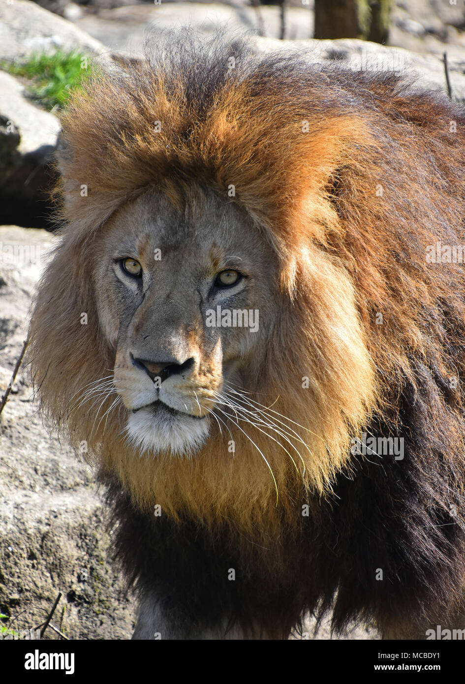 Closeup of lion hi-res stock photography and images - Alamy