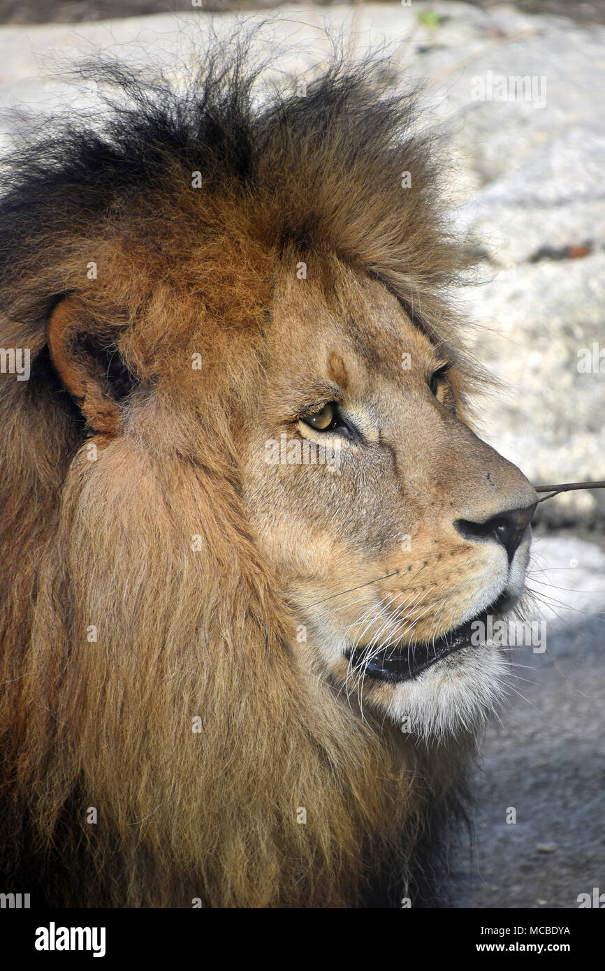 Close up side profile portrait of mature male African lion with beautiful mane, looking away Stock Photo