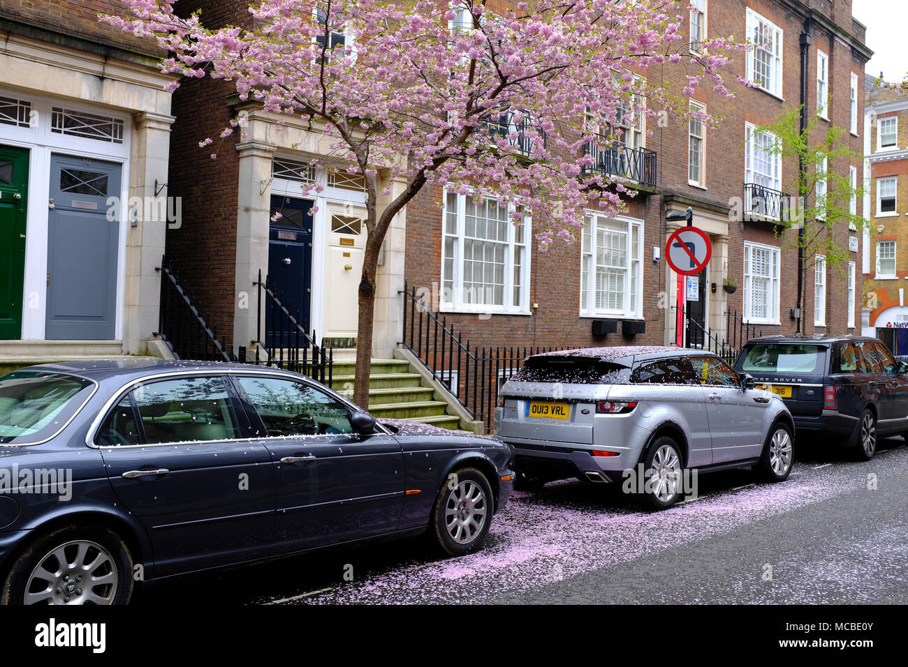 Cars covered in Blossom in Wheatley Street London W1 Stock Photo Alamy