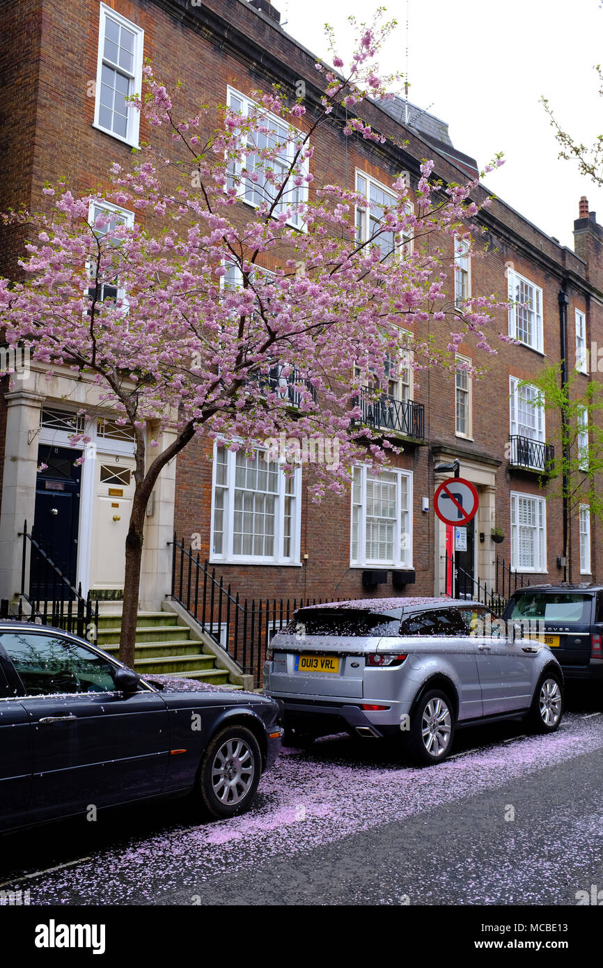 Cars covered in Blossom in Wheatley Street London W1 Stock Photo Alamy