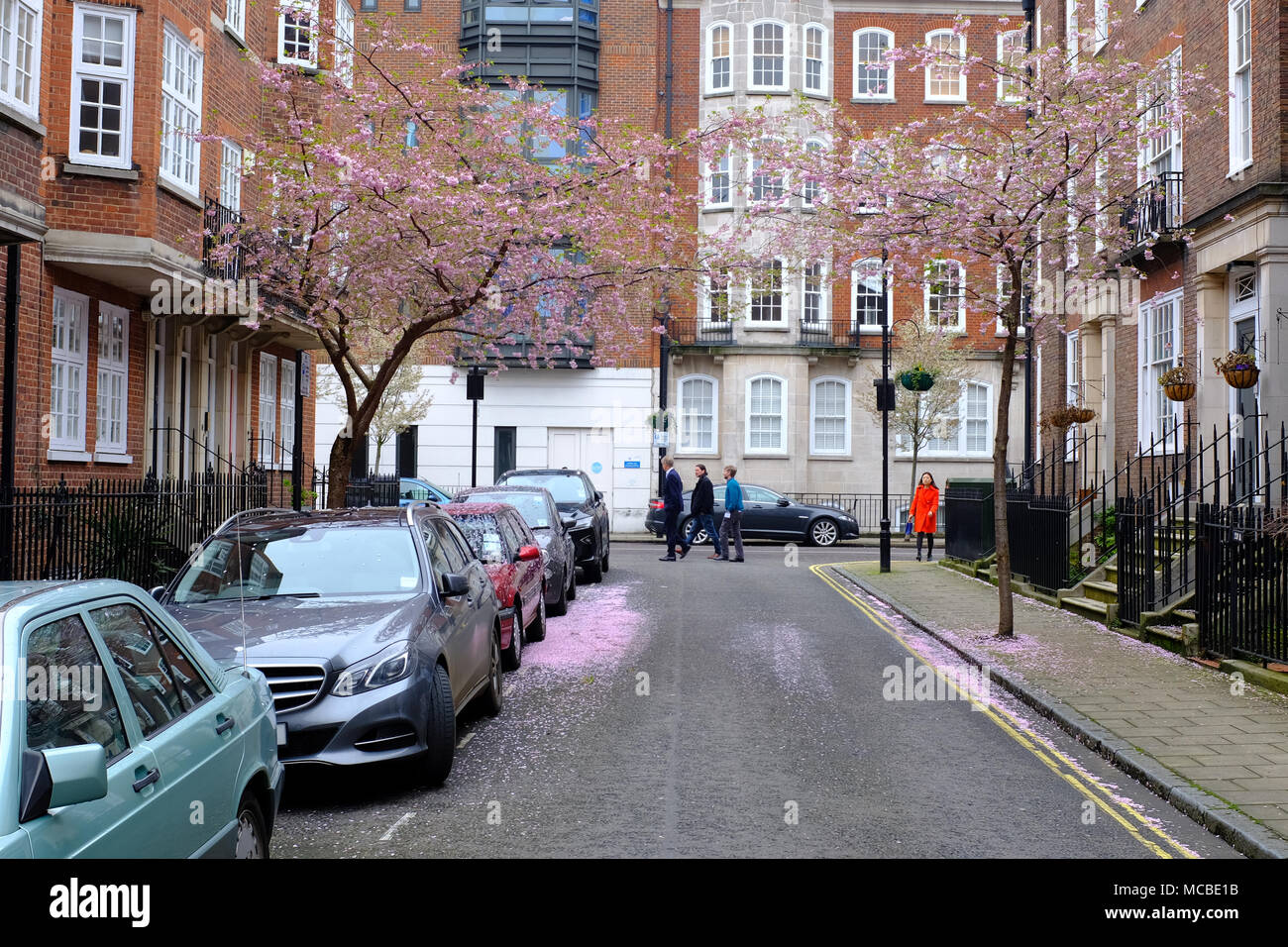Cars covered in Blossom in Wheatley Street London W1 Stock Photo Alamy