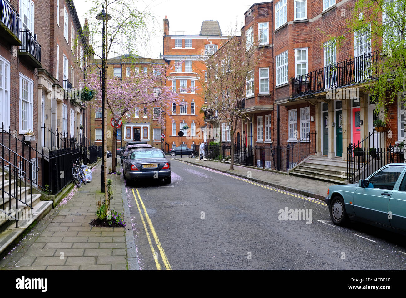 Cars covered in Blossom in Wheatley Street London W1 Stock Photo Alamy