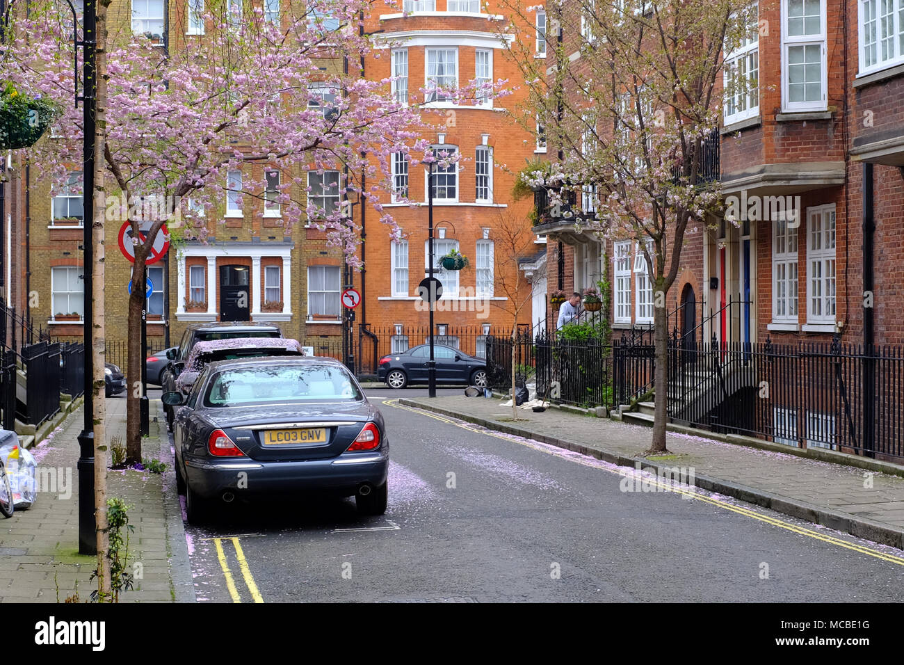 Cars covered in Blossom in Wheatley Street London W1 Stock Photo Alamy