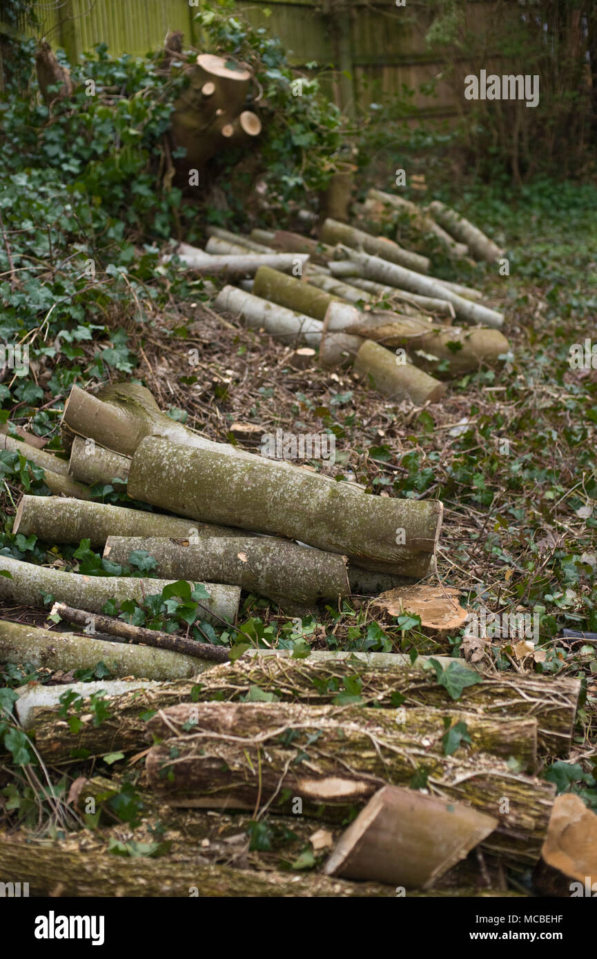 Logs for firewood from felled trees in a picnic area at Hay-on-Wye Powys Wales UK Stock Photo