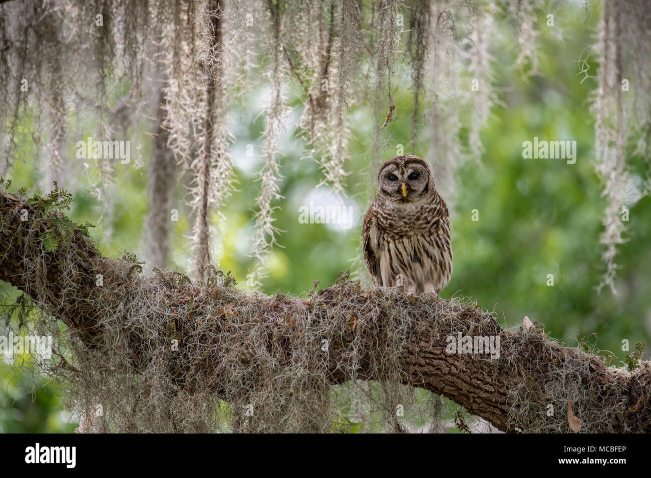 Barred Owl in Florida Stock Photo Alamy