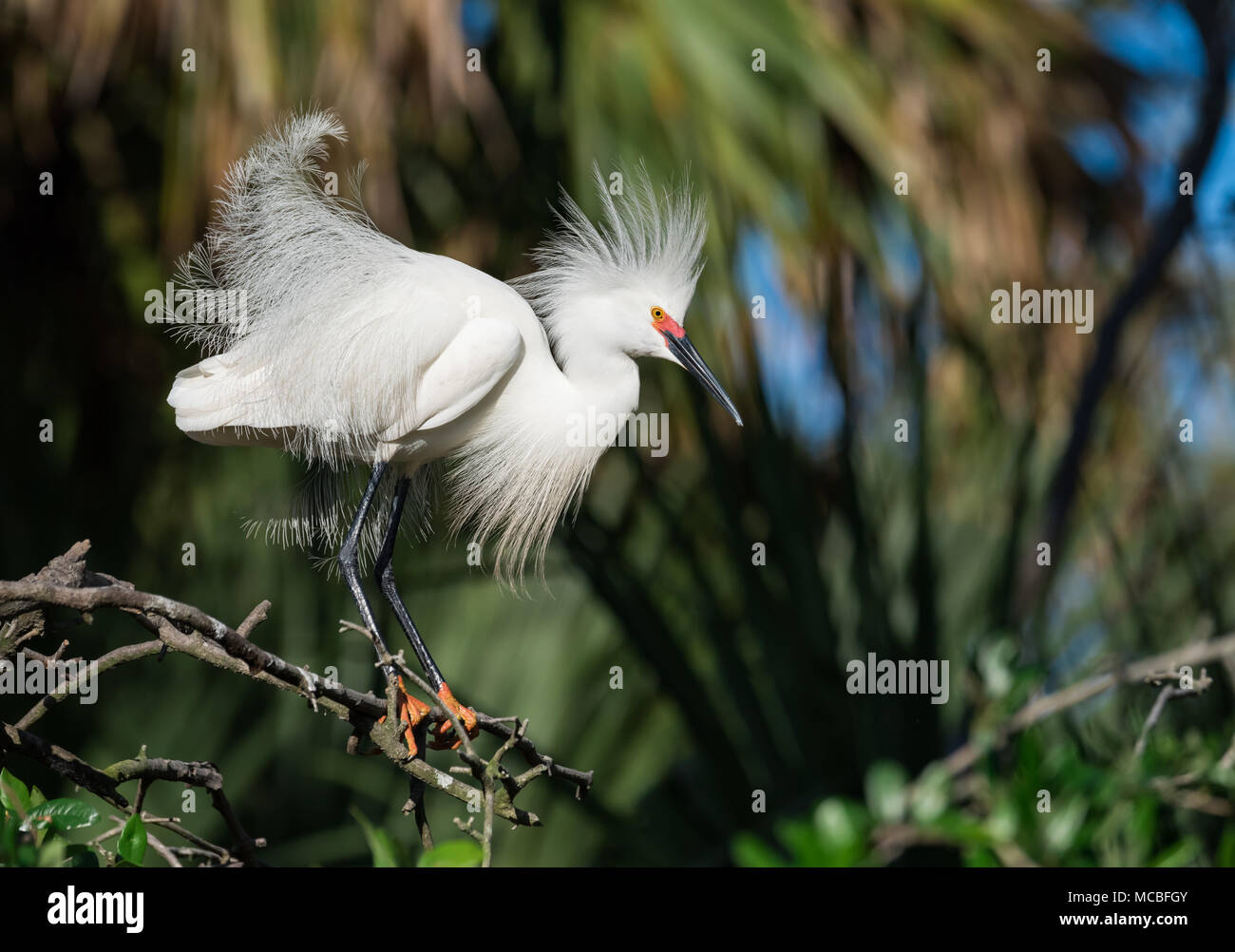 Egret in Florida Stock Photo