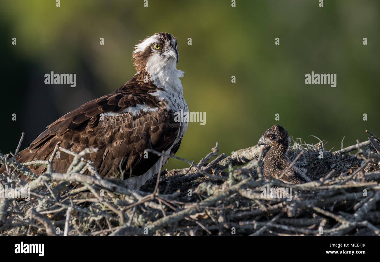 Osprey in Florida Stock Photo Alamy