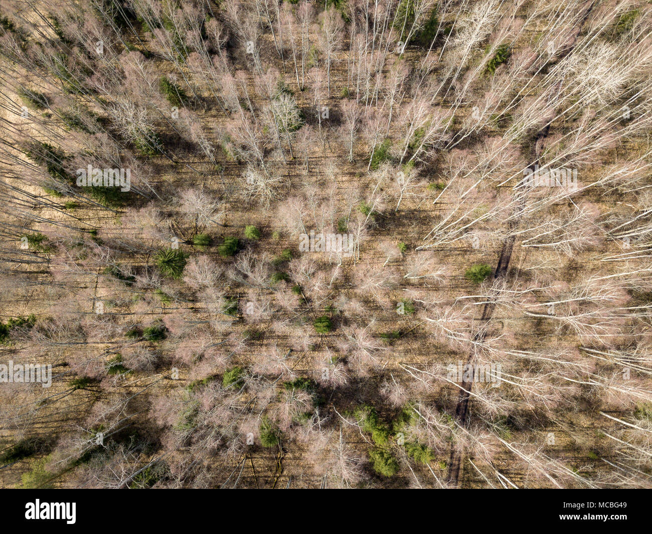 drone image. aerial view of forest from above trees with long shadows ...