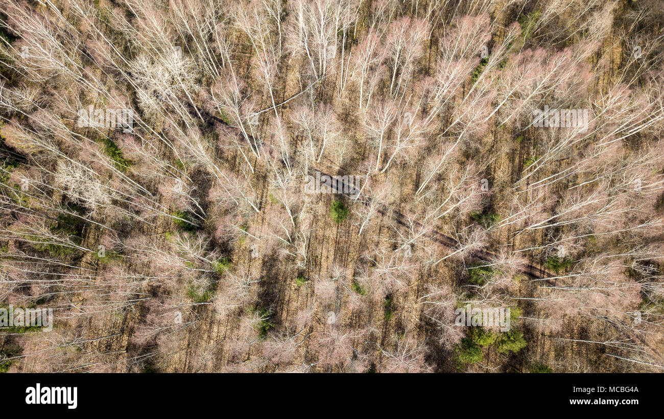 drone image. aerial view of forest from above trees with long shadows ...