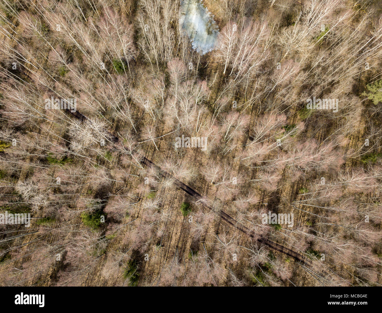drone image. aerial view of forest from above trees with long shadows ...