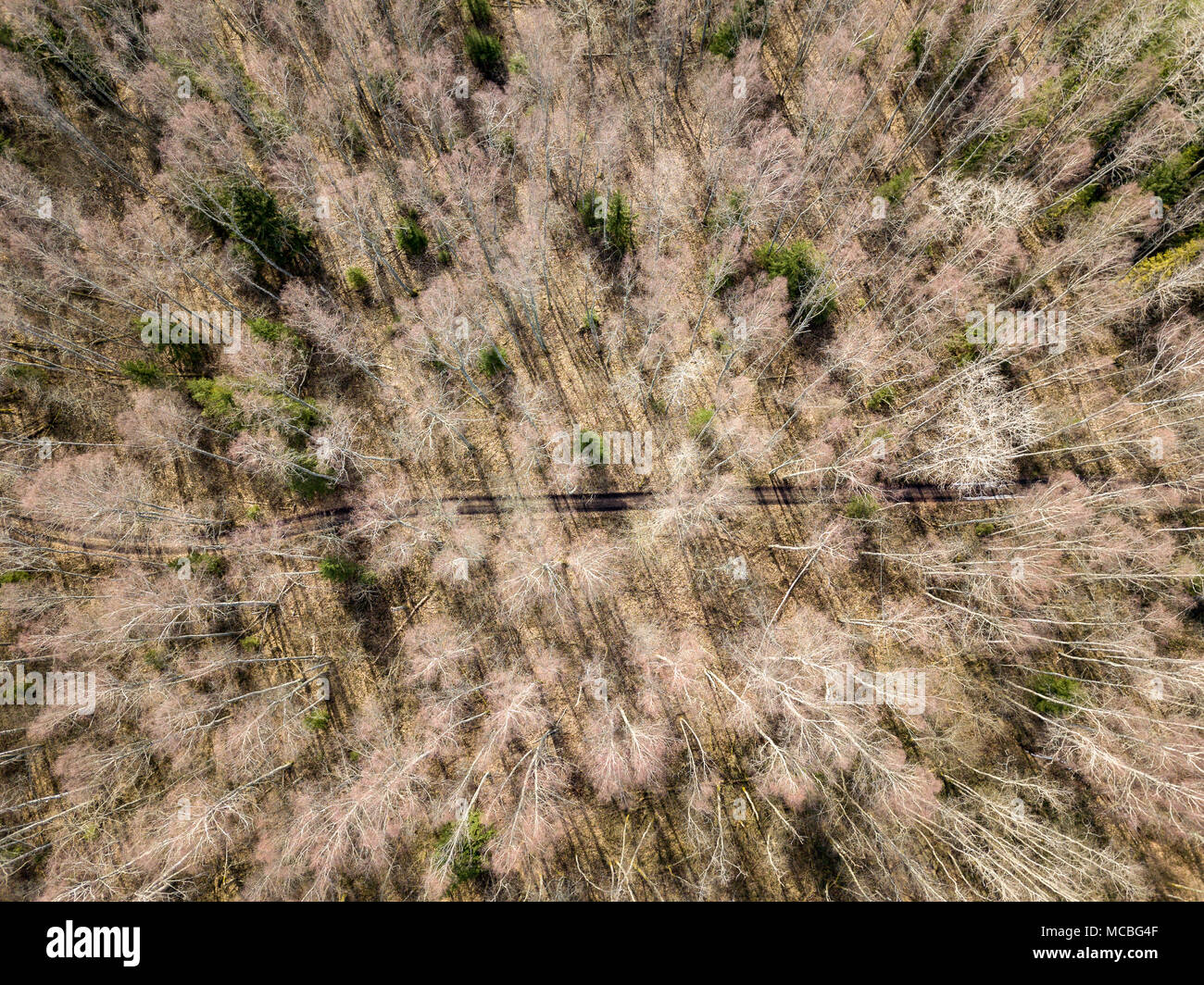 drone image. aerial view of forest from above trees with long shadows ...
