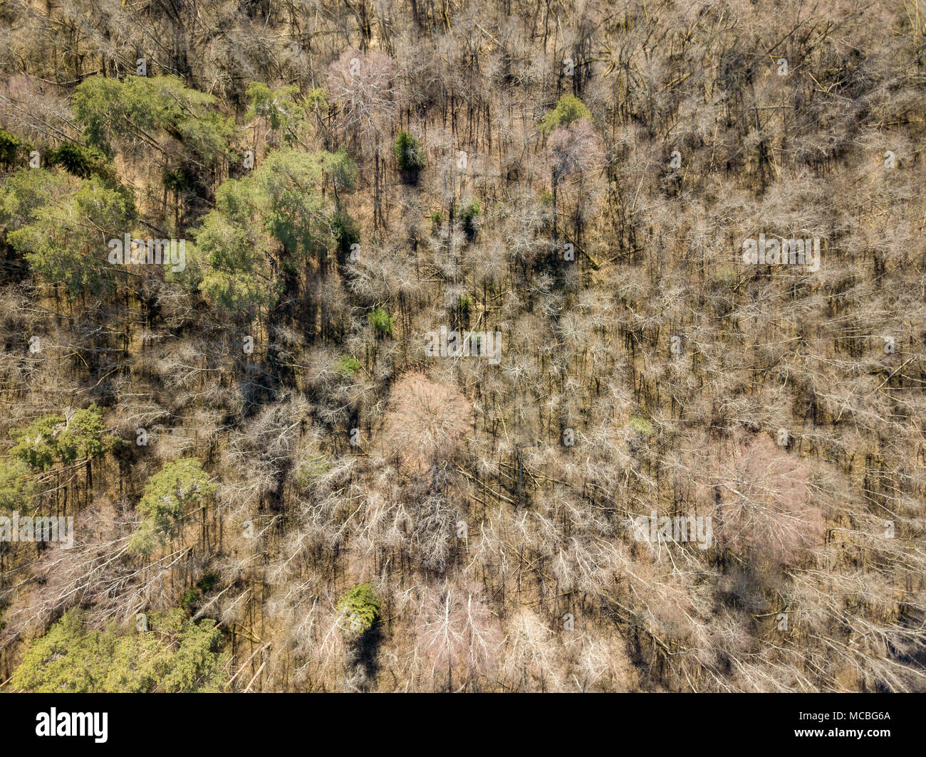 drone image. aerial view of forest from above trees with long shadows ...
