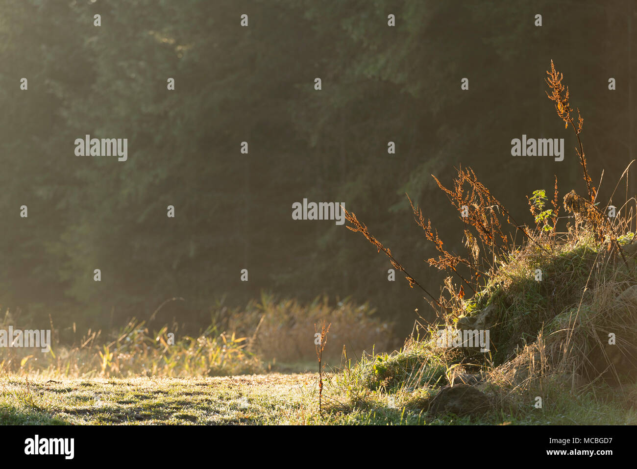 The Dried Stems of Dock, Backlit, on a Grassy Bank in a Forest Clearing Stock Photo