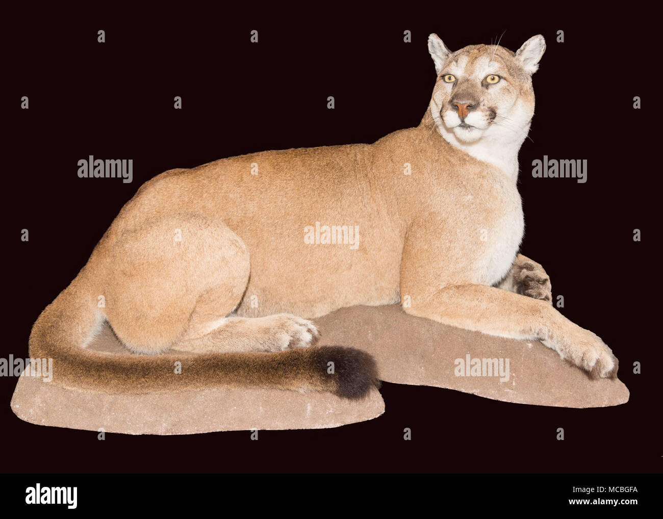 Mounted Resting  Mountain Lion on a black background. Stock Photo