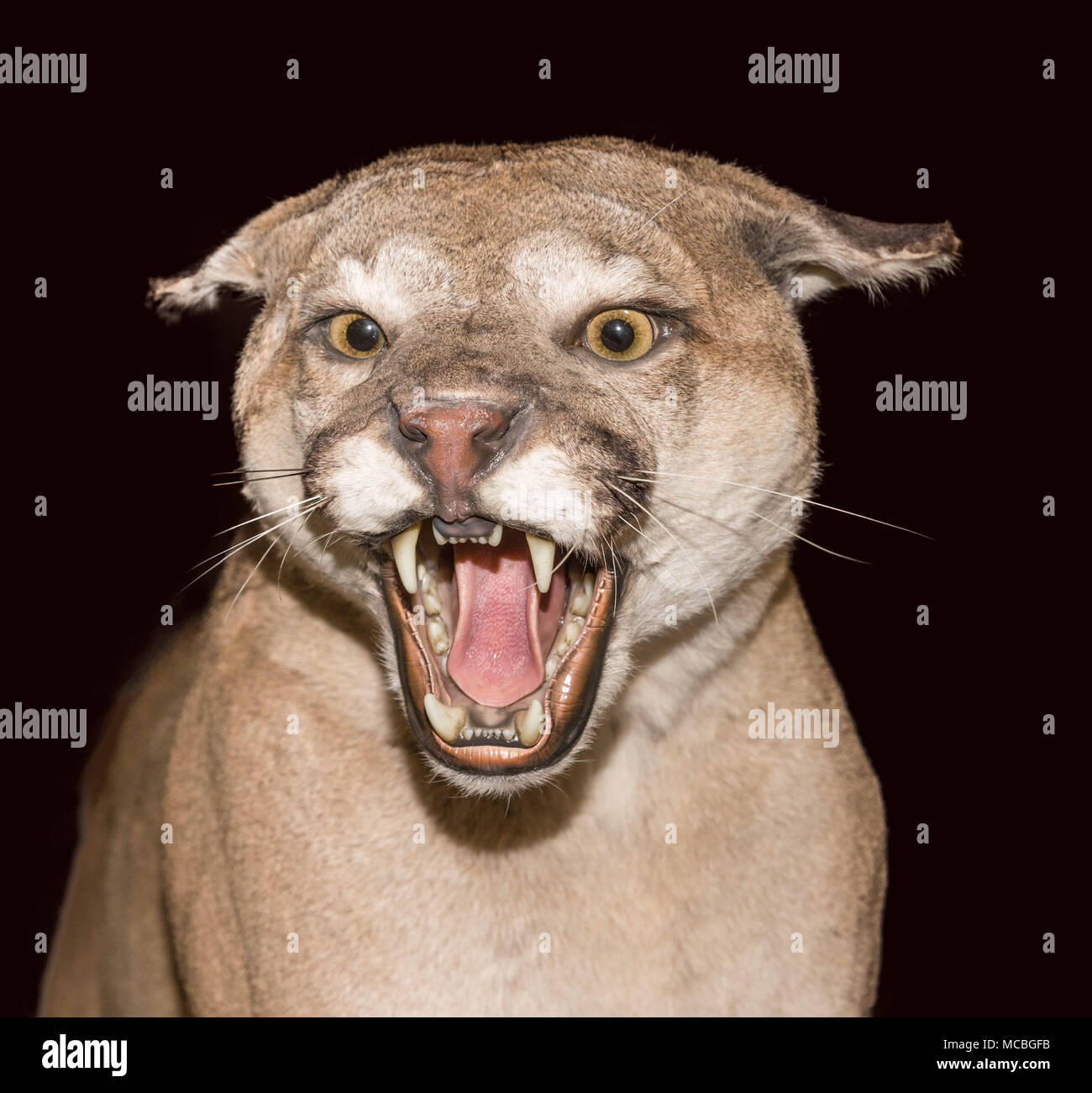 Mounted Angry Mountain Lion on a black background. Stock Photo