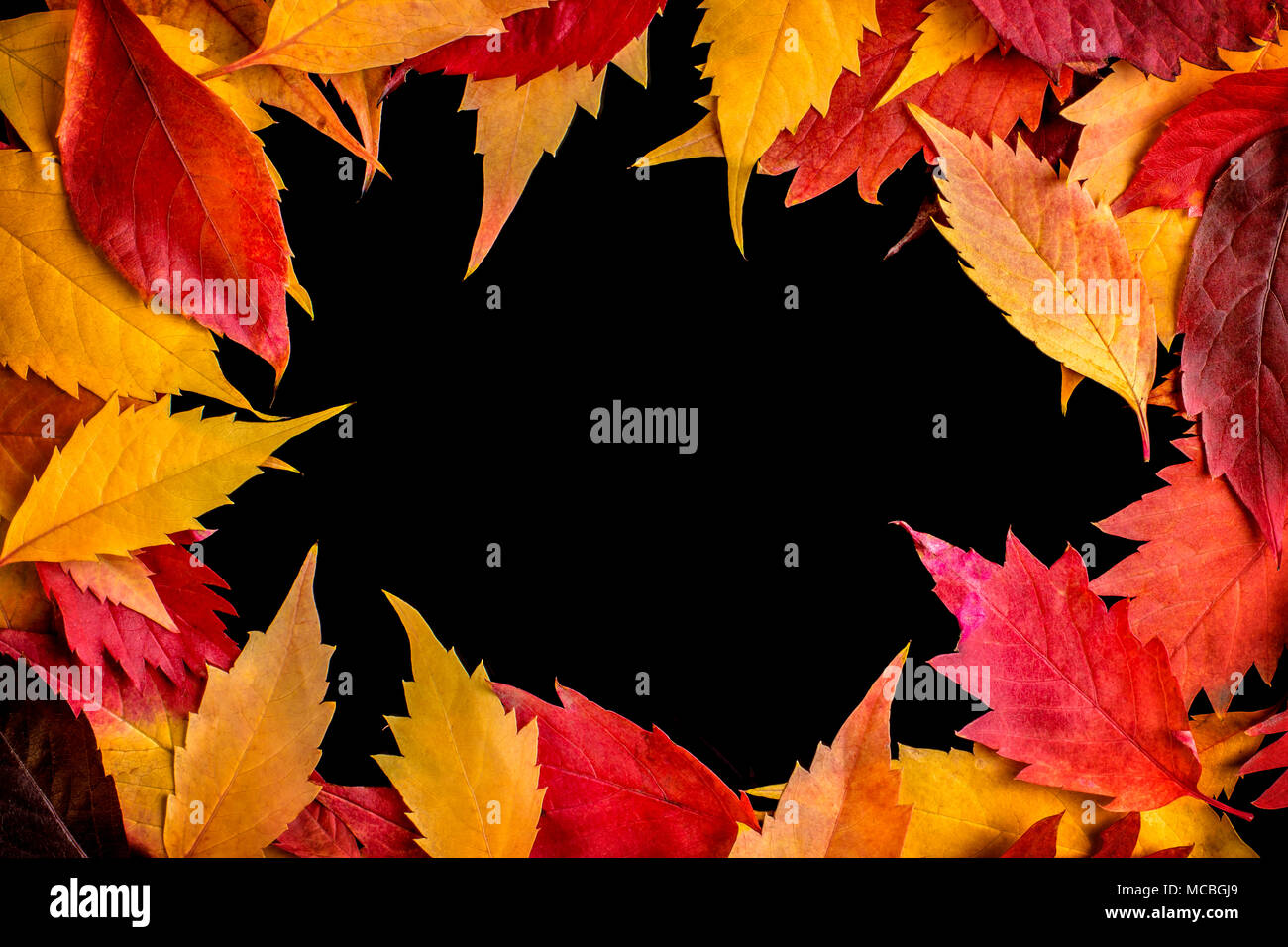 Colorful autumn leaves border isolated on black Stock Photo - Alamy