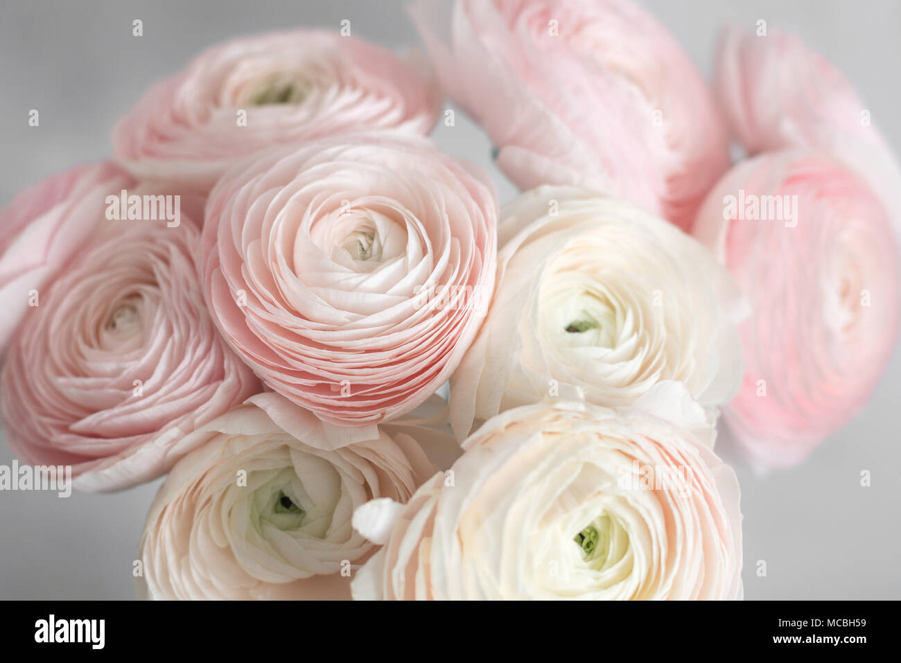 many layered petals. Persian buttercup. Bunch pale pink ranunculus