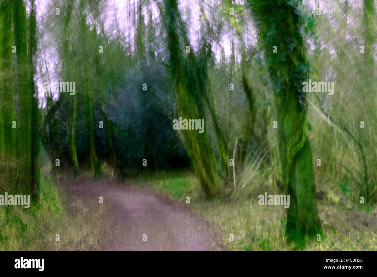 Abstract forest path background with blurry green trees, purple sky and creeping ivy. Stock Photo