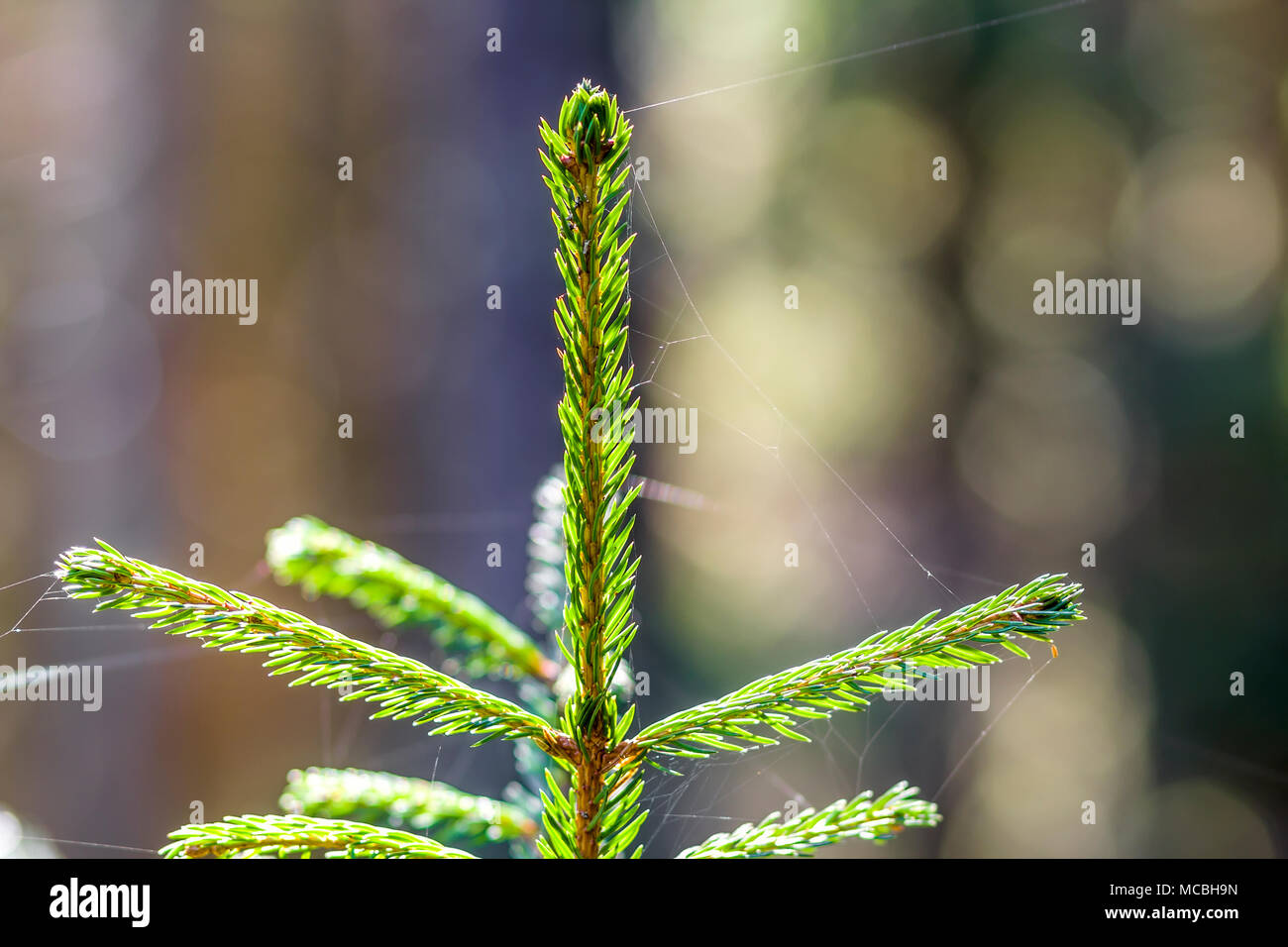 Small young green spruce of a pine tree plant on forest background ...