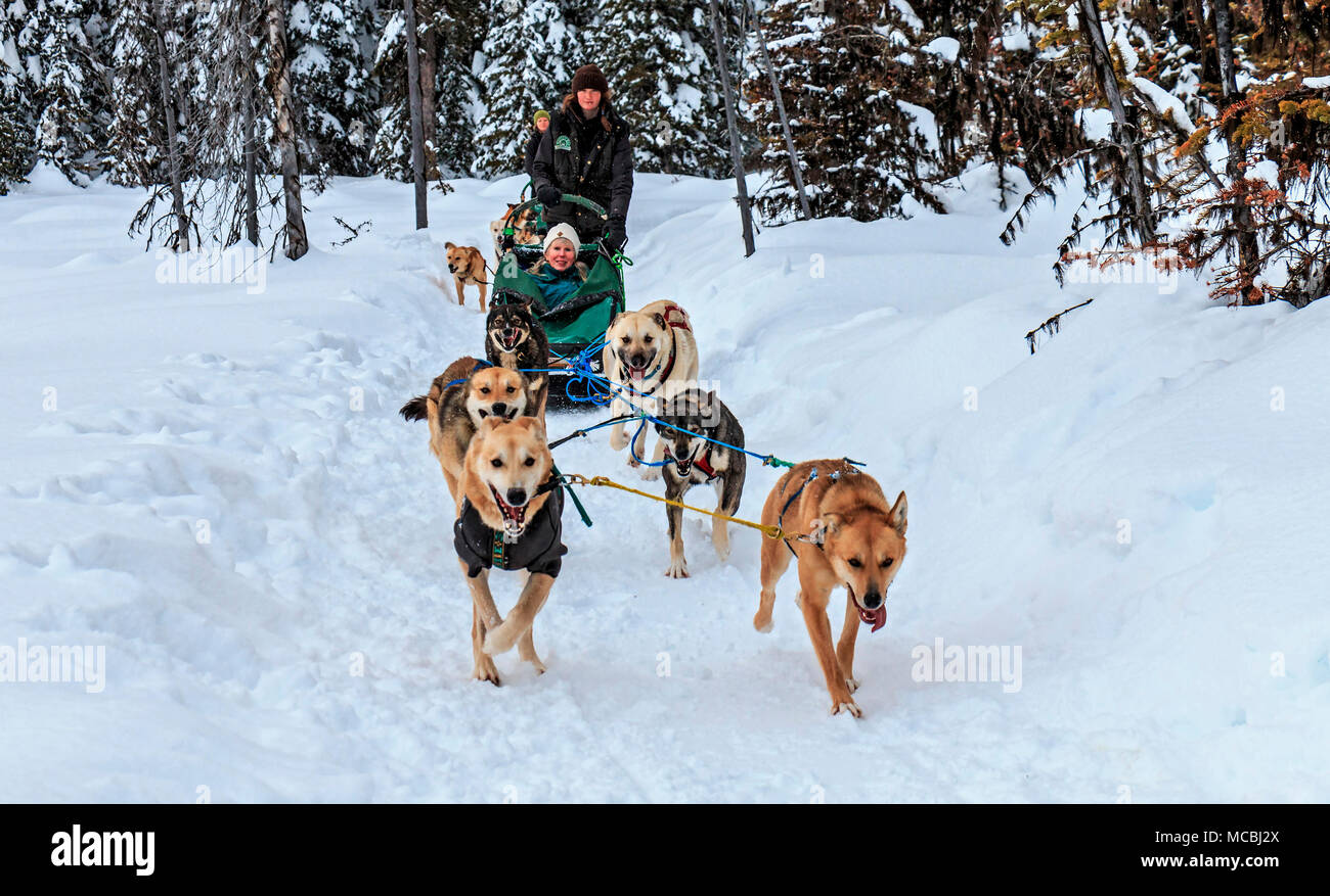 Sled Pulled By Dogs High Resolution Stock Photography and Images - Alamy