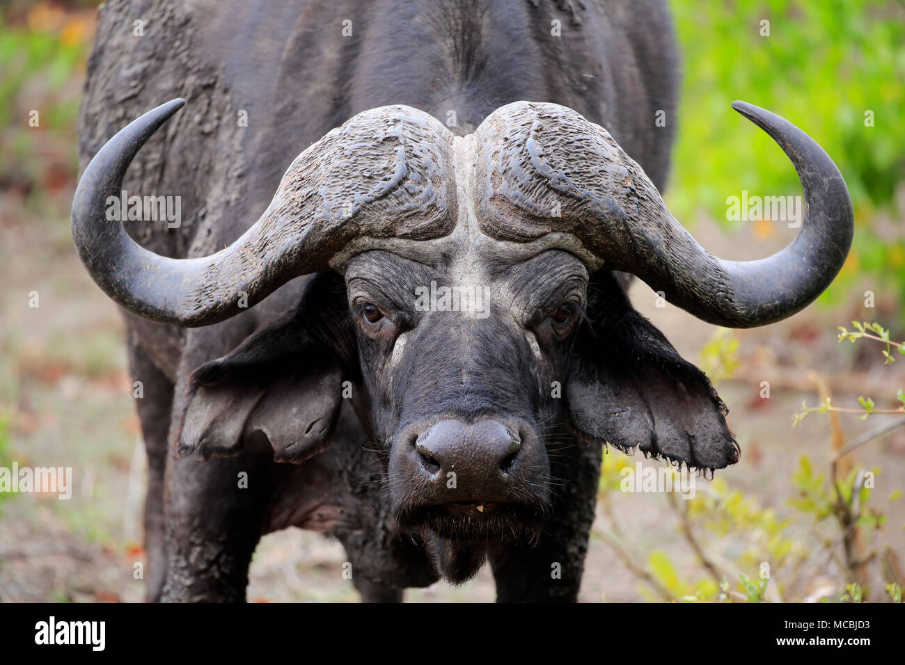 Cape buffalo (Syncerus caffer), adult, animal portrait, Sabi Sand Game Reserve, Kruger National Park, South Africa Stock Photo