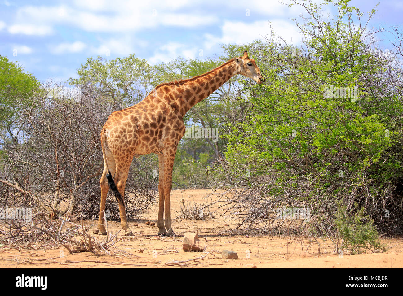 Southern giraffe (Giraffa camelopardalis giraffa), adult, eating, feeding, Kruger National Park, South Africa Stock Photo