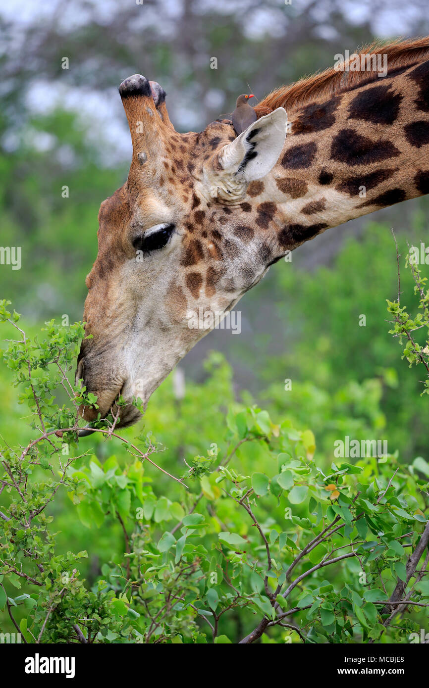 Southern giraffe (Giraffa camelopardalis giraffa), adult, eating, animal portrait, feeding, Kruger National Park, South Africa Stock Photo